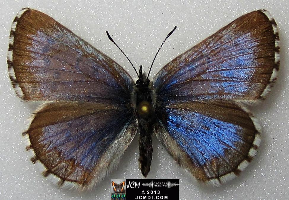 Glaucopsyche piasus (Arrowhead Blue Butterfly)